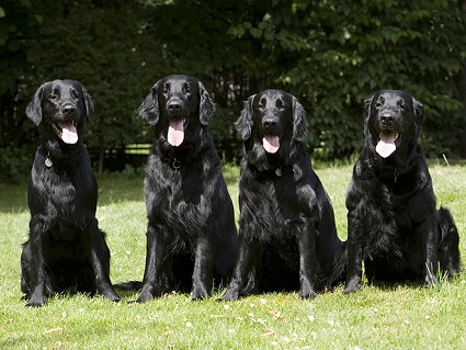 korrekt Krudt Kompliment www.bodil-hunde.dk